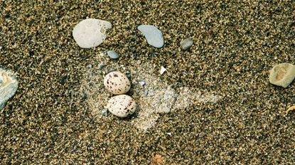 Tern nest after a rainstorm