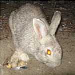 terneggsbunny