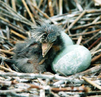Black Crowned Night Heron on Boston Harbor Islands