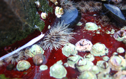 Rocky intertidal zone on Outer Brewster Island