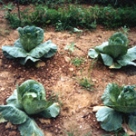 Beautiful heads of cabbage growing in parks garden.