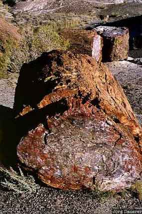 Sections of Petrified wood, large piece in foreground laying on it's side with an end toward the camera view.