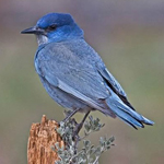 Mountain Blue Bird