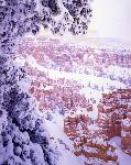 Snowy Tree and hoodoos