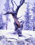 Snow covered Bristlecone