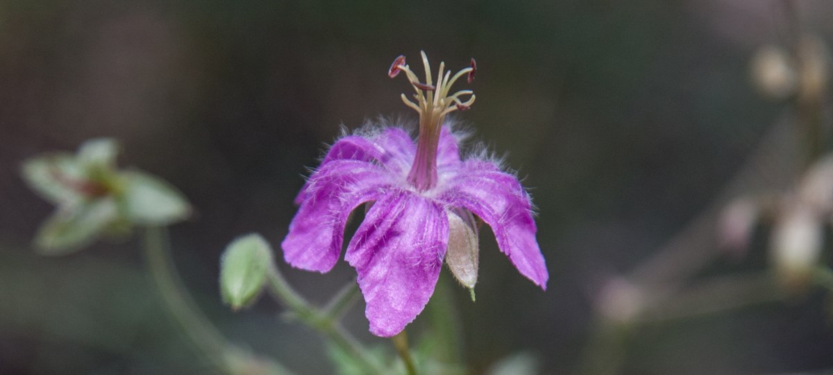 A bright purple flower against a blurry green background
