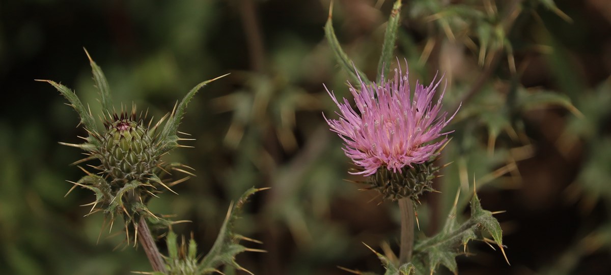 A purple thistle flower blooms on the right, the green bud of a thistle on the left against a blurry green background