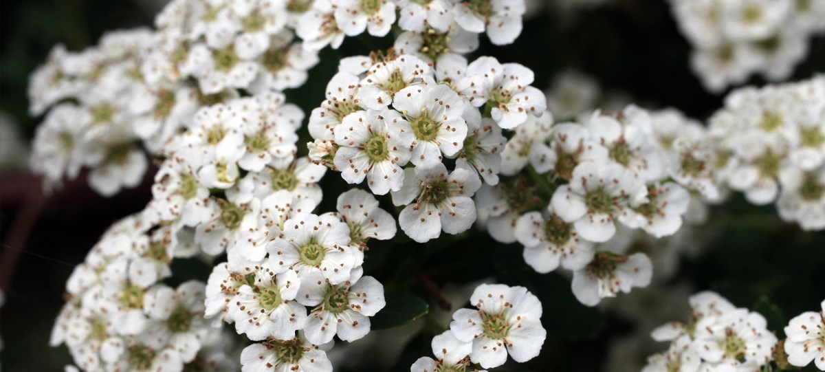 Cluster of small white flowers against a dark background