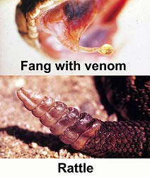 Dual image displaying Fang with venom beading up (top photo) and a rattle (bottom photo)