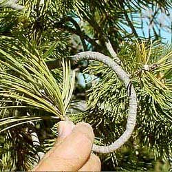 Limber Pine Branch being bent into a knot