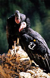 Pair of Condor, resting on a rock outcropping (number 27 on wing of Condor in foreground)