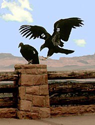 Two California Condors, one on a railing at a viewpoint. A second condor is preparing to land near the first.
