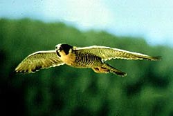 Peregrine in flight with wings spread, blurred trees and sky in background