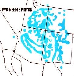 Map depicting the range where the Two Needle or Colorado Pinyon may be found in North America