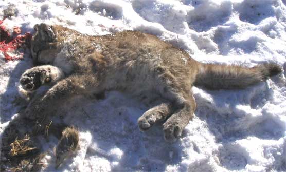 Dead Mountain Lion Kitten illegally slain inside park boundaries