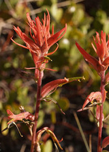 Wyoming Paintbrush
