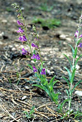 Markagunt Penstemon