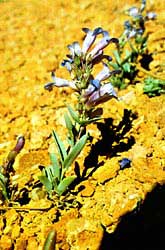 Platy Penstemon