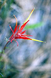 Wyoming Paintbrush