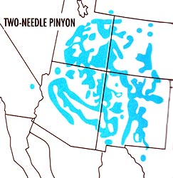 Map depicting the range where the Two Needle Pinyon Pine may be found in North America