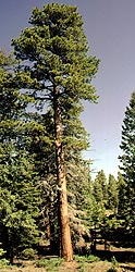 Ponderosa Pine