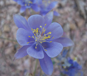 Rock columbine