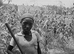 African American child standing in corn field.