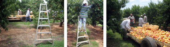 Three images from Nuestras Nistorias exhibit: a ladder standing in an orchard with men working in the background, a man standing on the ladder in the orchard picking fruit, and four men standing around a wagon loaded with fruit.