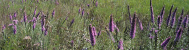 wildflowers at Tallgrass Prairie National Preserve wildflowers at Tallgrass Prairie National Preserve