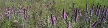 wildflowers at Tallgrass Prairie National Preserve