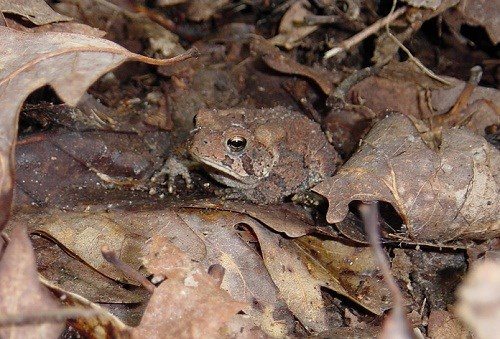 color photo of Fowler Toad nearly invisible amongst leaf litter