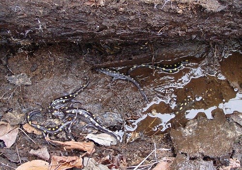 color photo of black salamanders with yellow spots on rocks amongst leaf litter