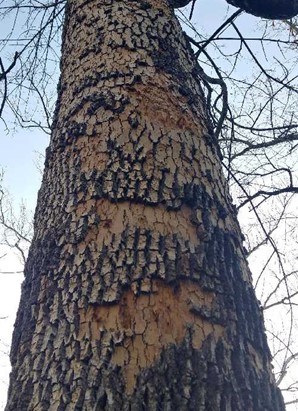 Ash tree with flaking, scaling bark