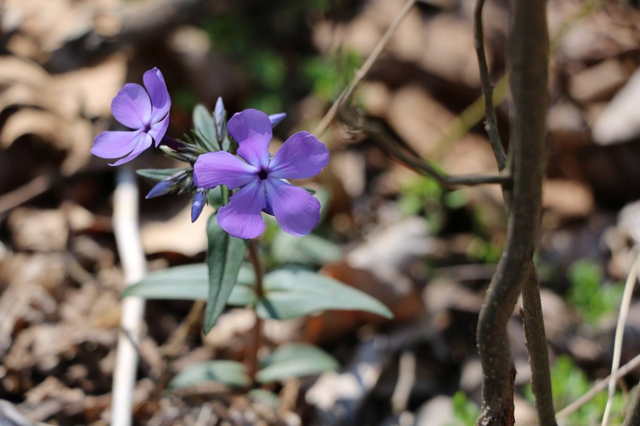 Blue Phlox (bluish purple wildflower)