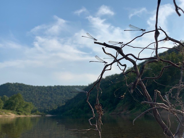 Damselflies on branch with river and bluffs in background