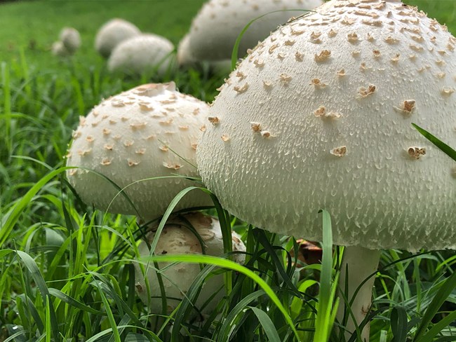 False Parasol Mushrooms