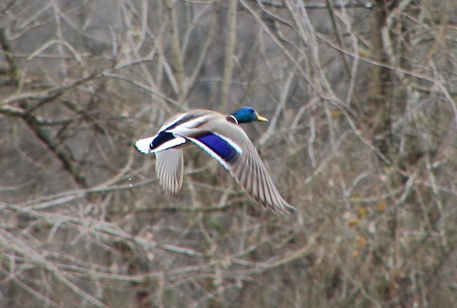 A mallard duck in flight