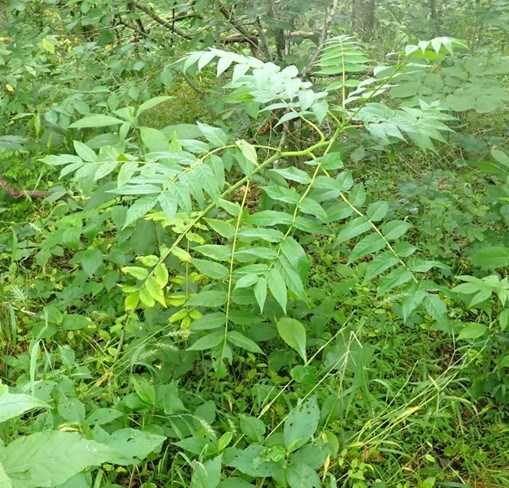 A small tree of heaven with green pinnately compound leaves