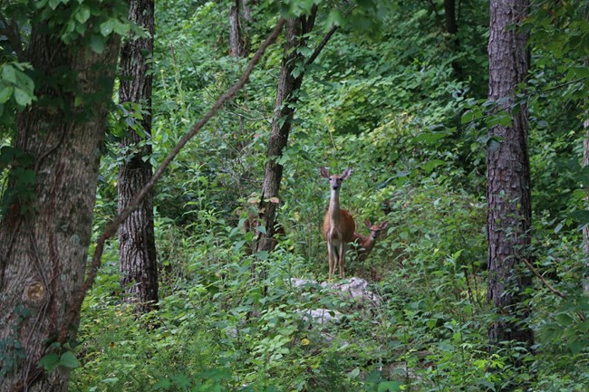A doe and her fawn in the forest.