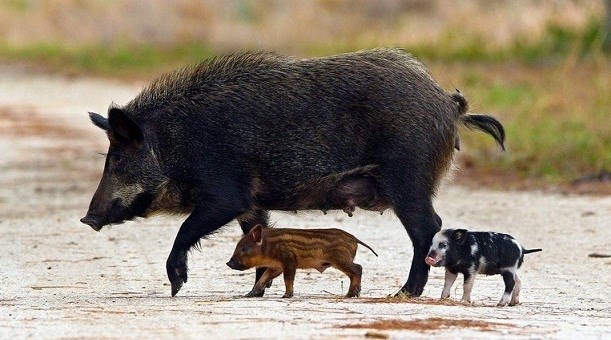 Black sow with 1 black & white spotted piglet and 1 tan & brown striped piglet