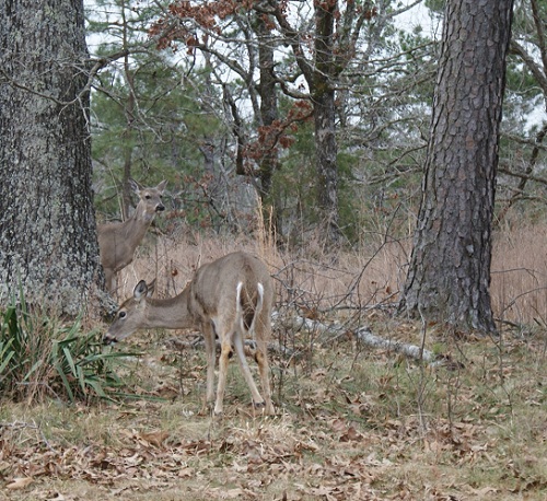 Whitetail Deer