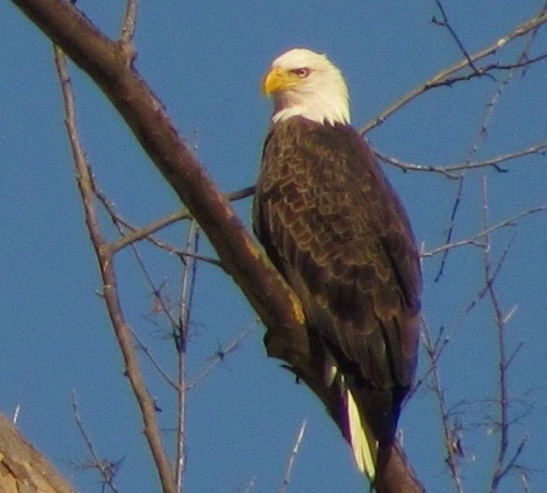 color photo of adult bald eagle perched on tree limb with background of cloudless blue sky