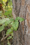 color photo of 3 green leaflets and hairy rootlets along vine on tree
