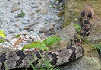 color photo of head and 1/2 of body of rattlesnake showing alternating bands of light brown and dark brown