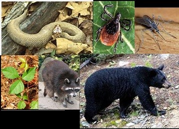 top left to right:copperhead snake on log, tick, mosquito; bottom l to r: poison ivy, raccoon, bear