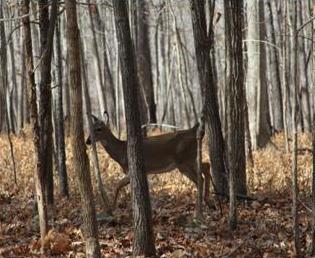 White-tailed doe walking among trees