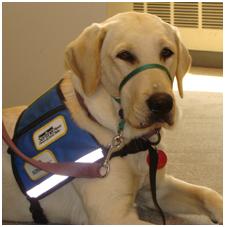 Picture of yellow labrador retriever with harness indicating working status.