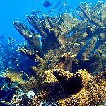 Elkhorn Coral Reef