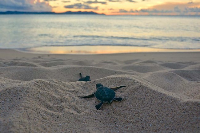 green sea turtle hatchling scampering toward shore at sunrise