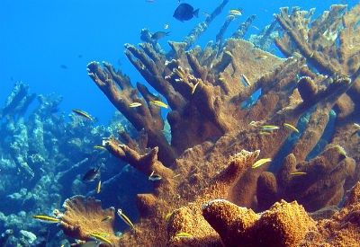 Elkhorn Coral and Reef Fish